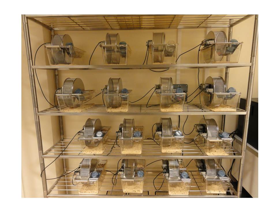 Roue d'activité (INTELLIBIO) (24 Cages) 