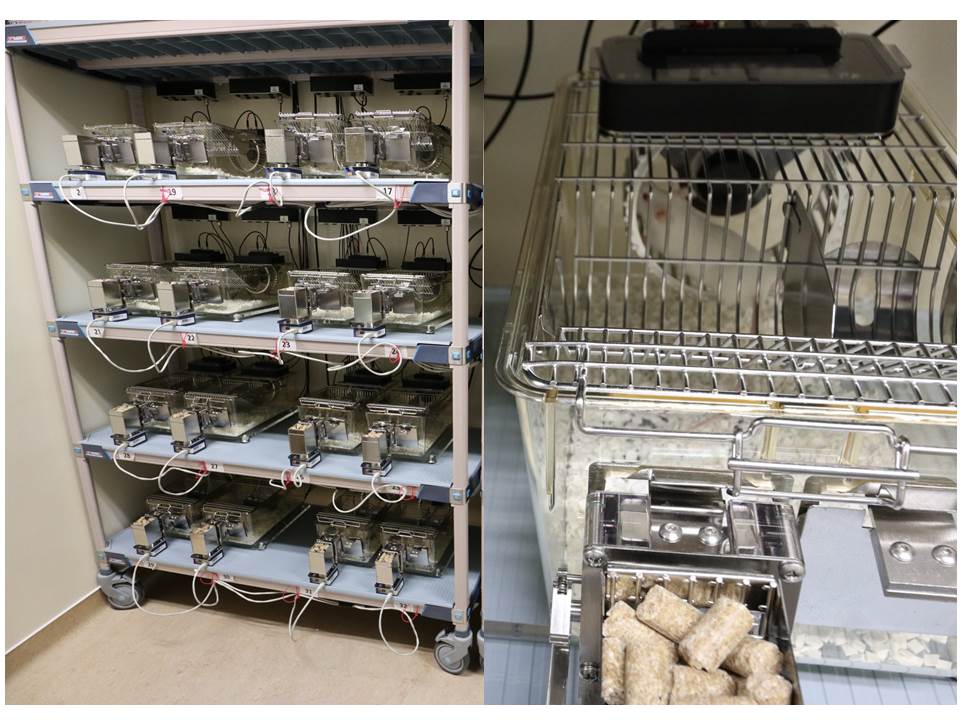 Roues d'Activité avec Système de contrôle Automatique de la résistance (32 Cages)