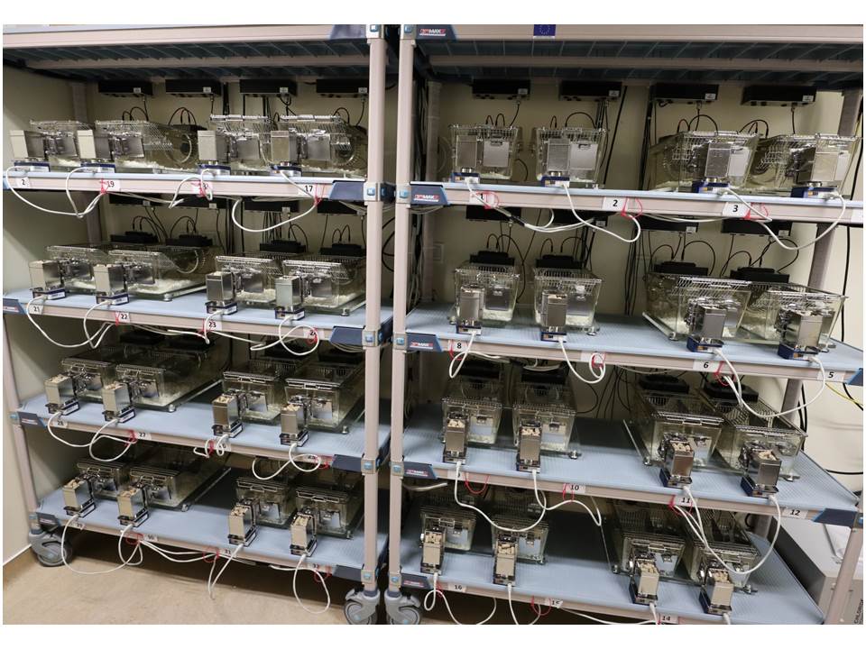 Roues d'Activité avec Système de contrôle Automatique de la résistance, couplé au Dispositif de mesure de consommation alimentaire et hydrique (32/16 Cages)