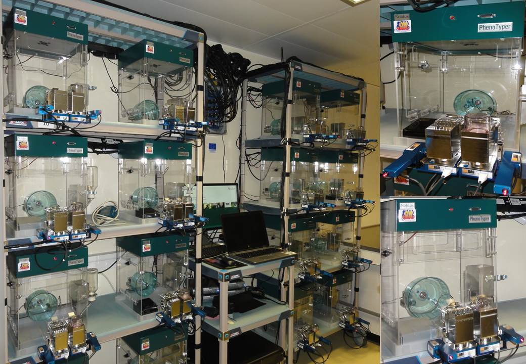 Cages Phénotypiques Modulaires
